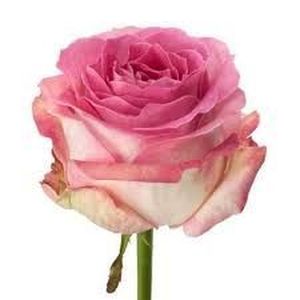 ROSE CANDY AVALANCHE 50
